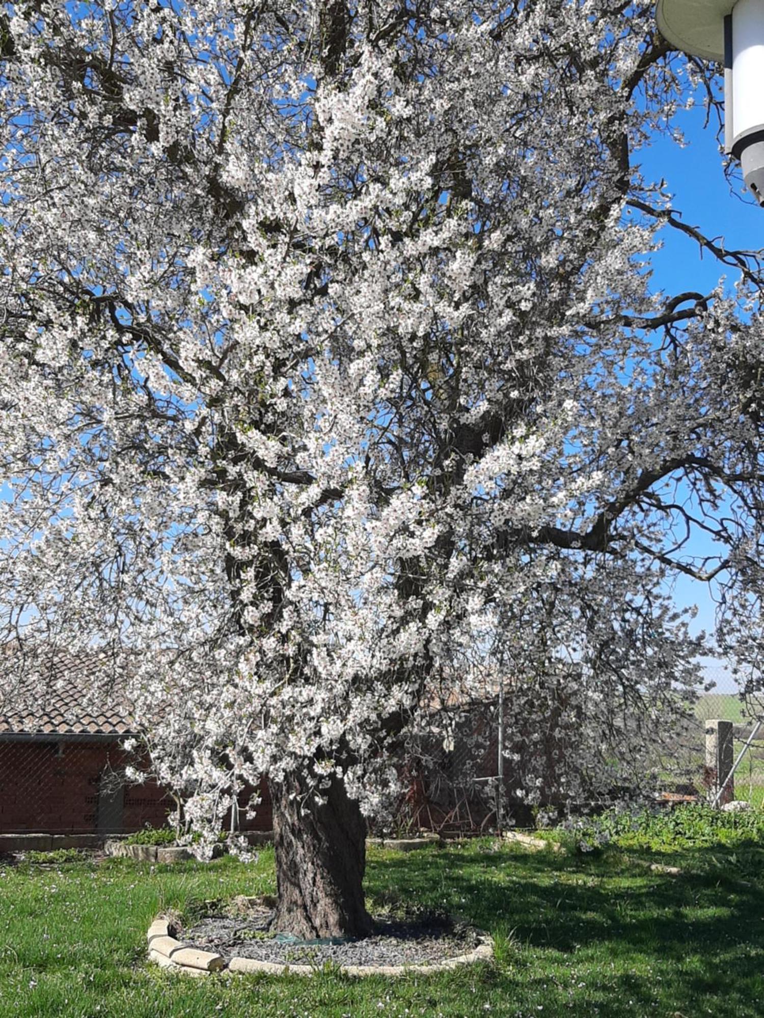 El Almendro Del Cura Villa Villarmayor  Eksteriør bilde